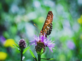 Close-up of butterfly pollinating on purple flower