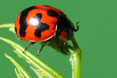 Close-up of ladybug on plant