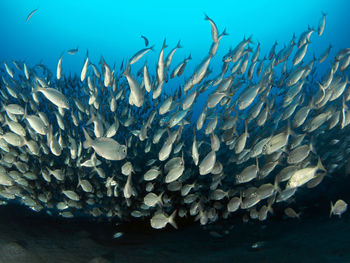 Fish swimming in sea