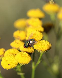 Close-up of insect on yellow flower