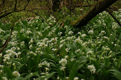 Flowering plants and trees on field