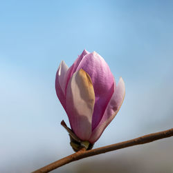 Low angle view of pink flower against sky