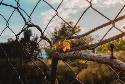 Close-up of flowering plant by fence against sky