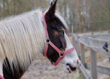 Close-up of horse