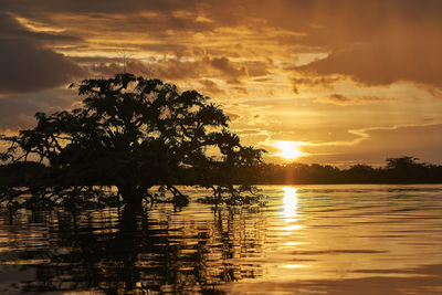 Silhouette tree by sea against sky during sunset