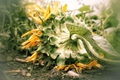 Close-up of sunflower on field