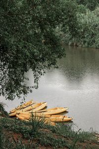 Scenic view of lake in forest