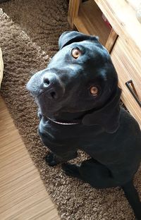 High angle view of dog looking up