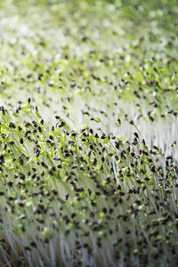 Full frame shot of plants growing on field