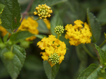 Close-up of yellow flowers blooming outdoors