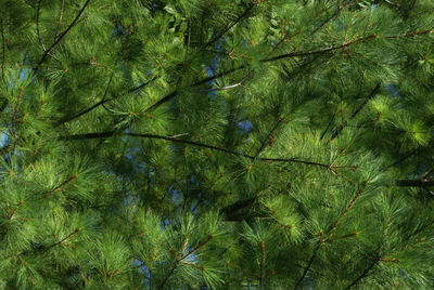 Low angle view of pine tree