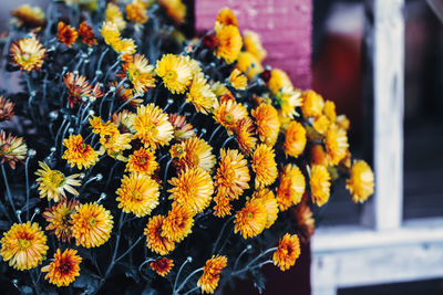 Beautiful dreamy magic yellow calendula flowers with dark green leaves