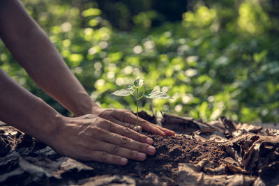 Cropped hand planting in garden