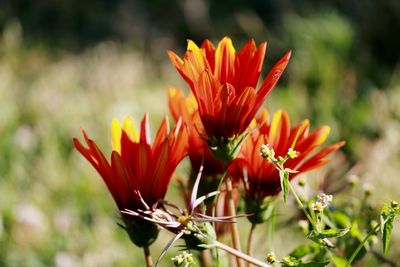 Close-up of red orange flower