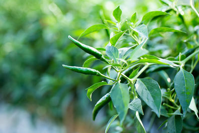 Close-up of green chili peppers plant