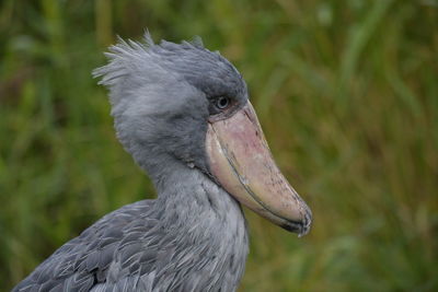 Close-up of a bird