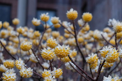 Close-up of fresh yellow flowers blooming in park