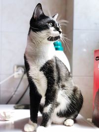 Close-up of a cat looking away