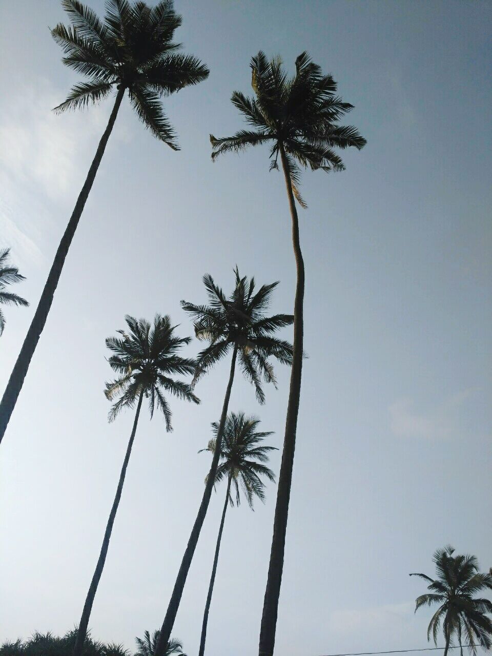 palm tree, tree, low angle view, growth, nature, date palm tree, sky, beauty in nature, tranquility, scenics, no people, outdoors, tree trunk, tranquil scene, day, palm frond, treetop