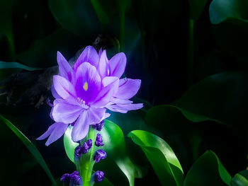 Close-up of purple lotus blooming outdoors