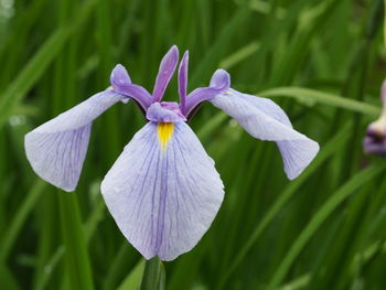 Close-up of purple flowering plant