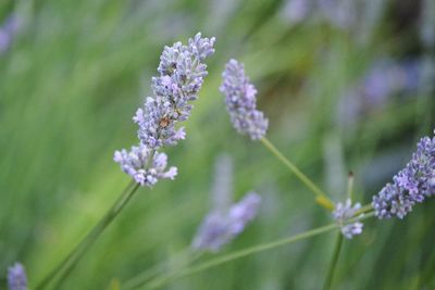 Close-up of purple flowering plant