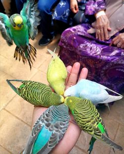 High angle view of people holding birds
