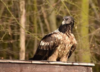 Close-up of bird perching on wood