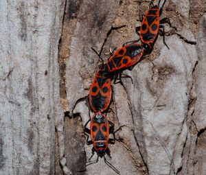 Close-up of butterfly on rock