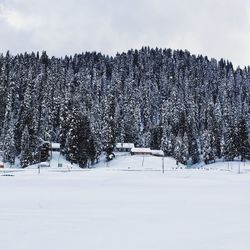 Trees on snow covered field against sky