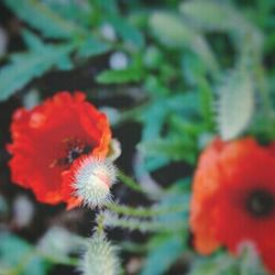 Close-up of red flower