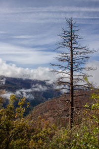 Bare tree on landscape against sky