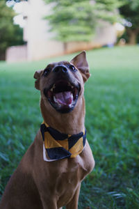 Close-up portrait of dog on field