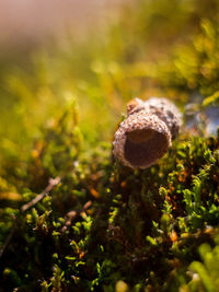 Close-up of mushroom growing in forest