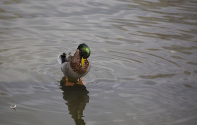 Mallard drake anas platyrhynchos grooming in the shallow end of a pond