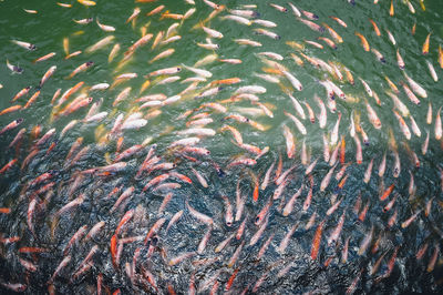 Full frame shot of fish swimming in water