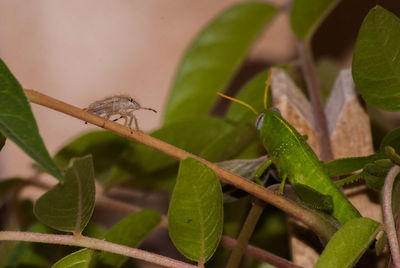 Close-up of insect on leaf
