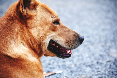 Close-up of a dog looking away