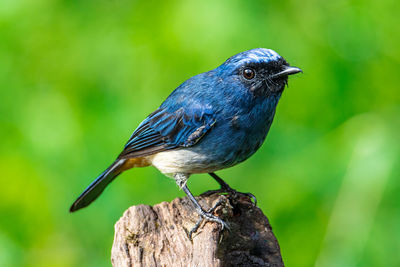 Close-up of bird perching on wooden post