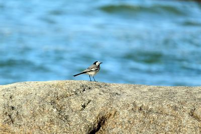 Close-up of bird perching on rock