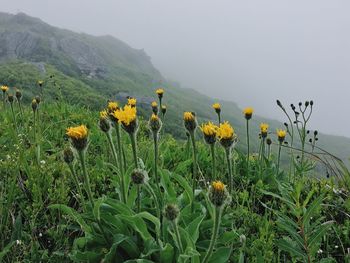 Yellow flowers growing on field against sky