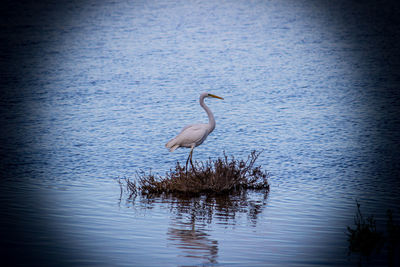 Duck in a lake