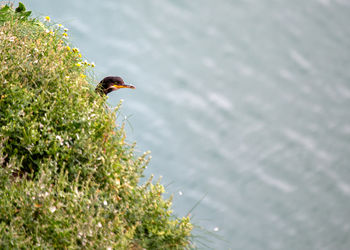 Close-up of bird on field