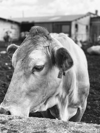 Close-up of cow