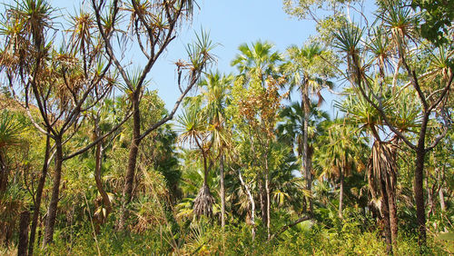 Low angle view of trees against sky