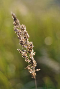 Close-up of caterpillar on plant