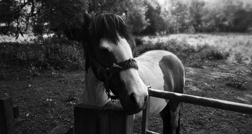 Close-up of horse standing on field