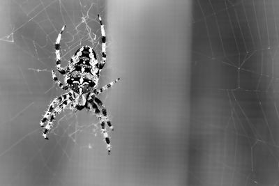 Close-up of spider web