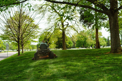 Trees on grassy field in park