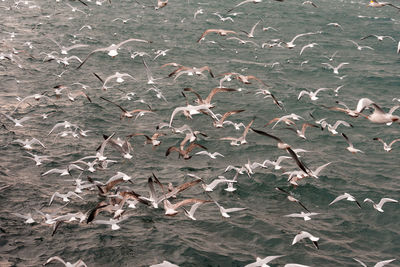 Flock of birds flying over sea